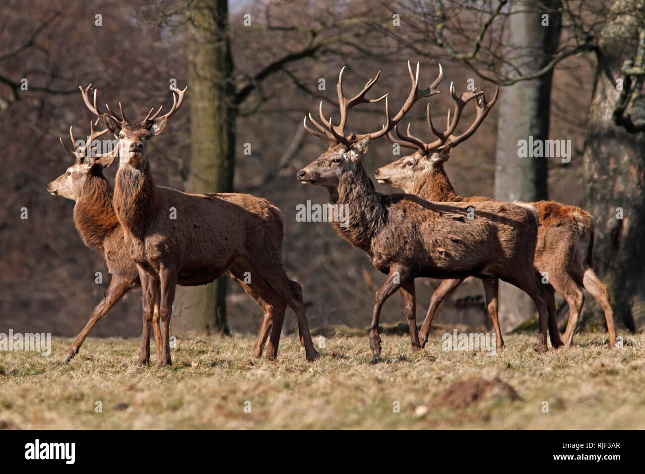 Rotwild Hirsche, UK. Stockfoto