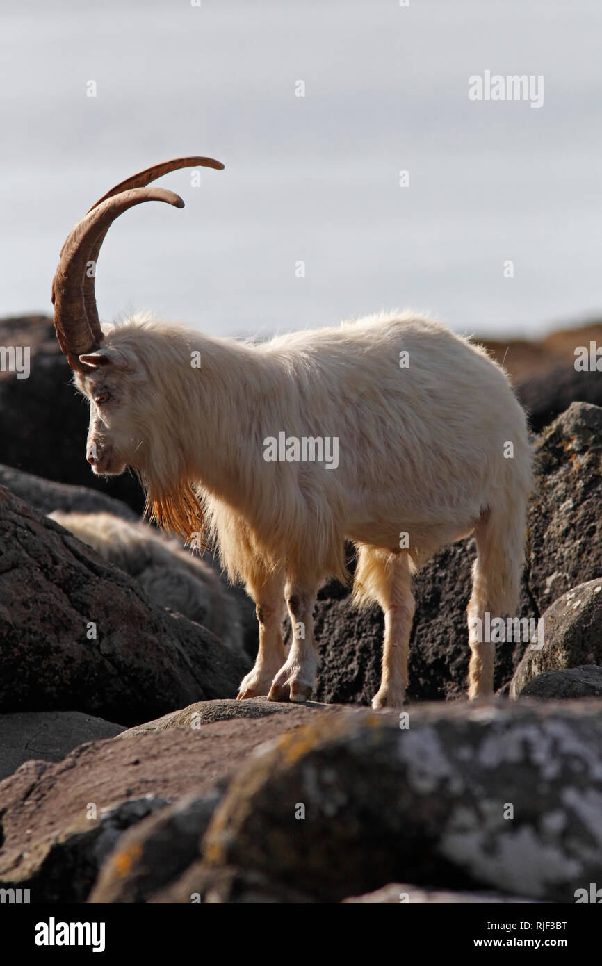 Wilde Ziege (Capra Hircus) auf Küsten Felsbrocken, Schottland, Großbritannien stand. Stockfoto