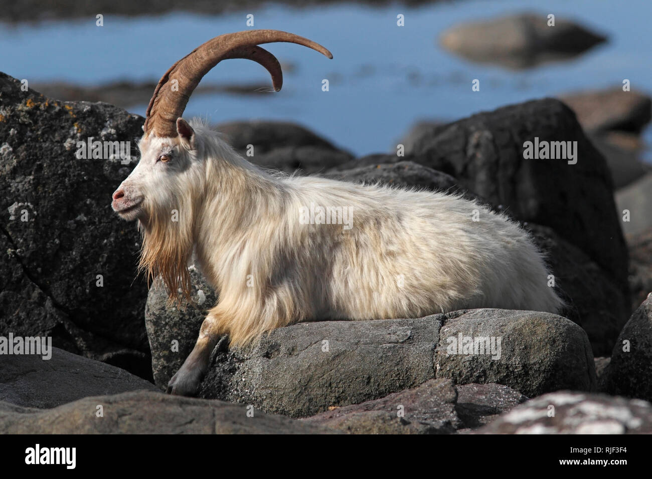 Wilde Ziege (Capra Hircus), die sich auf Küstengebiete Felsbrocken, Schottland, Großbritannien. Stockfoto