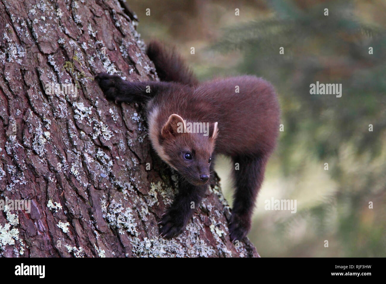 Baummarder (Martes martes) Klettern ein Baumstamm, Schottland, Großbritannien. Stockfoto