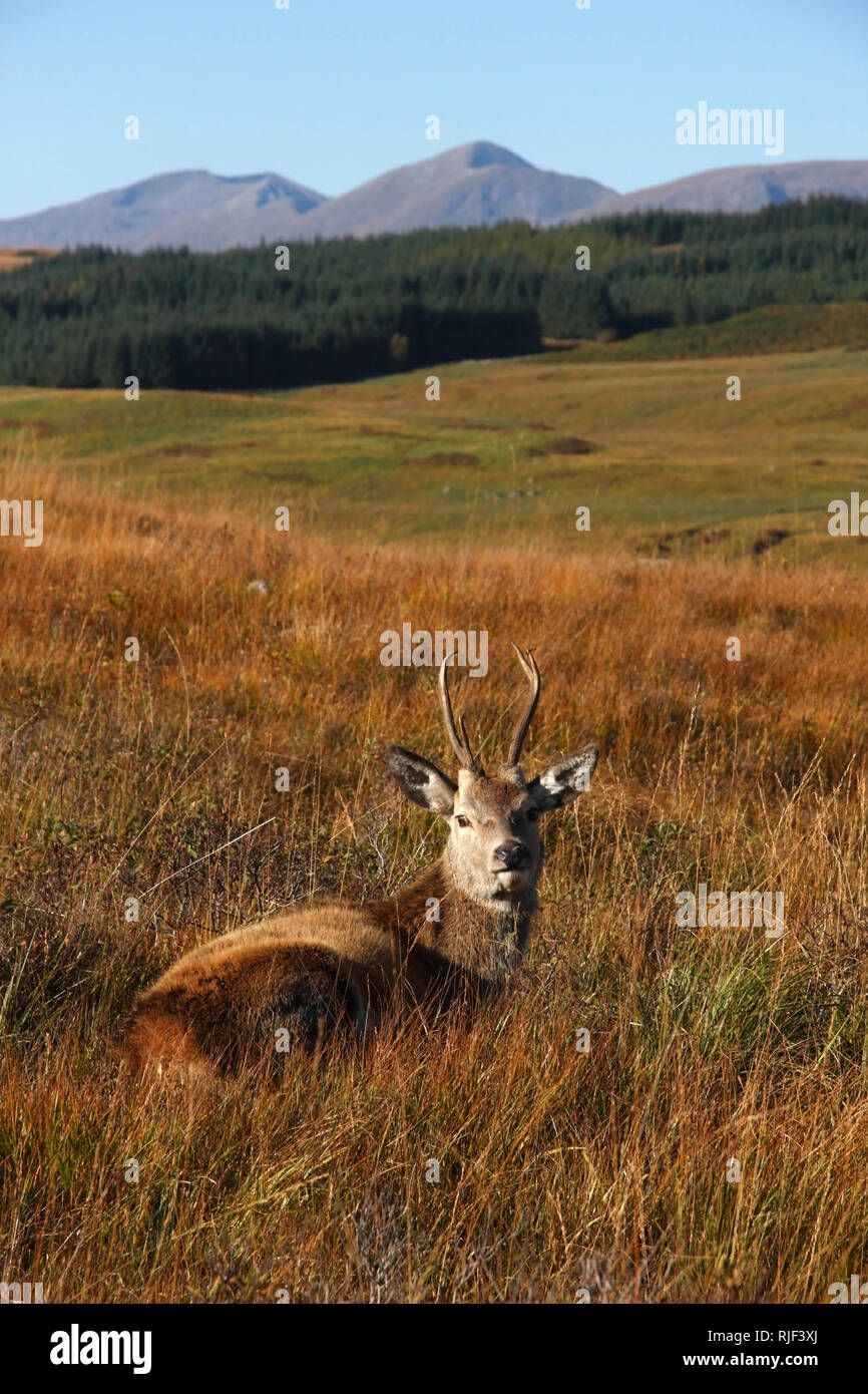 RED DEER, Highlands, Schottland, UK. Stockfoto