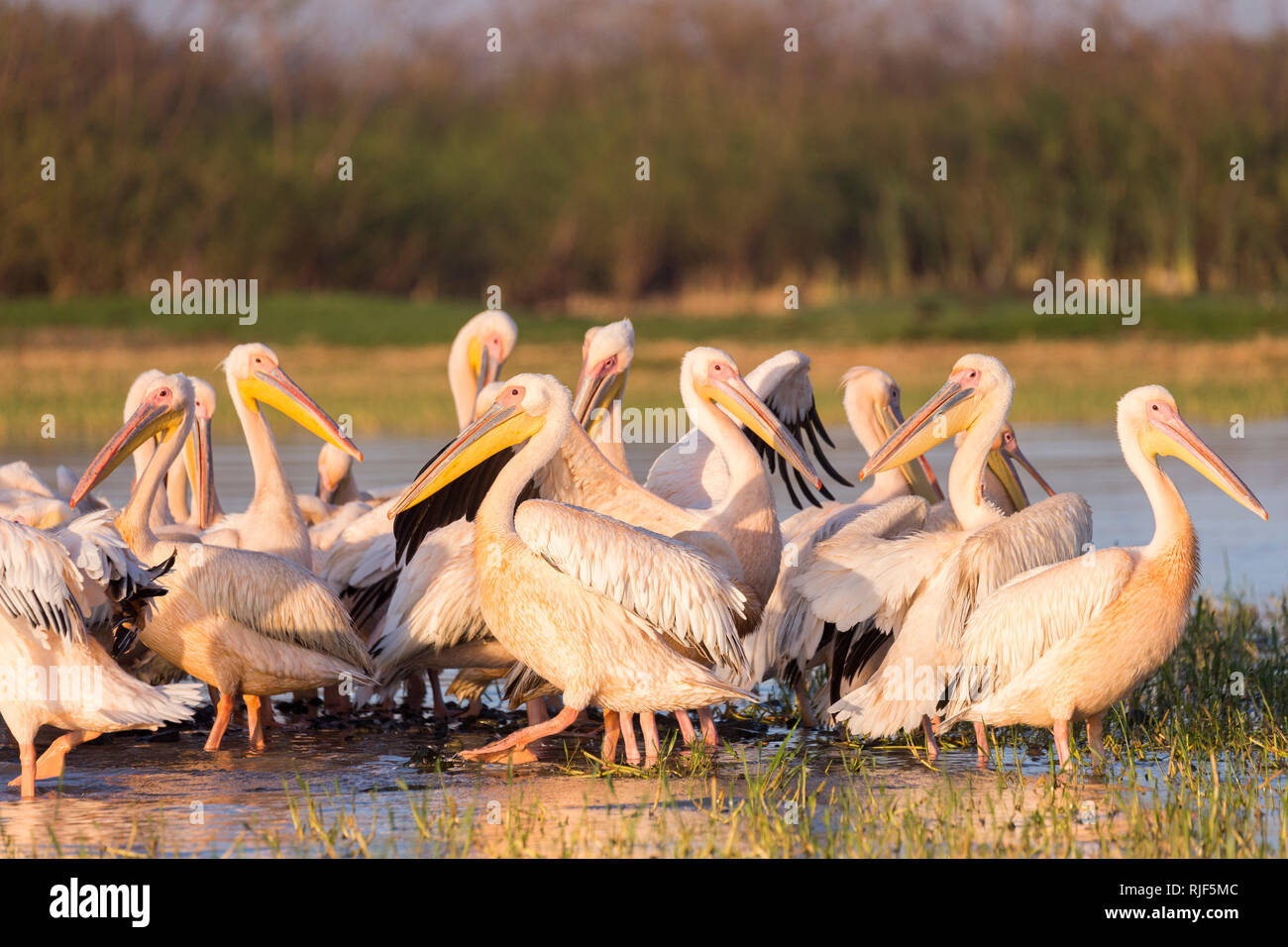 Great White Pelican (Pelecanus onocrotalus). Gruppe der Erwachsenen stehen auf flachem Wasser. Ziway Sees, Äthiopien Stockfoto