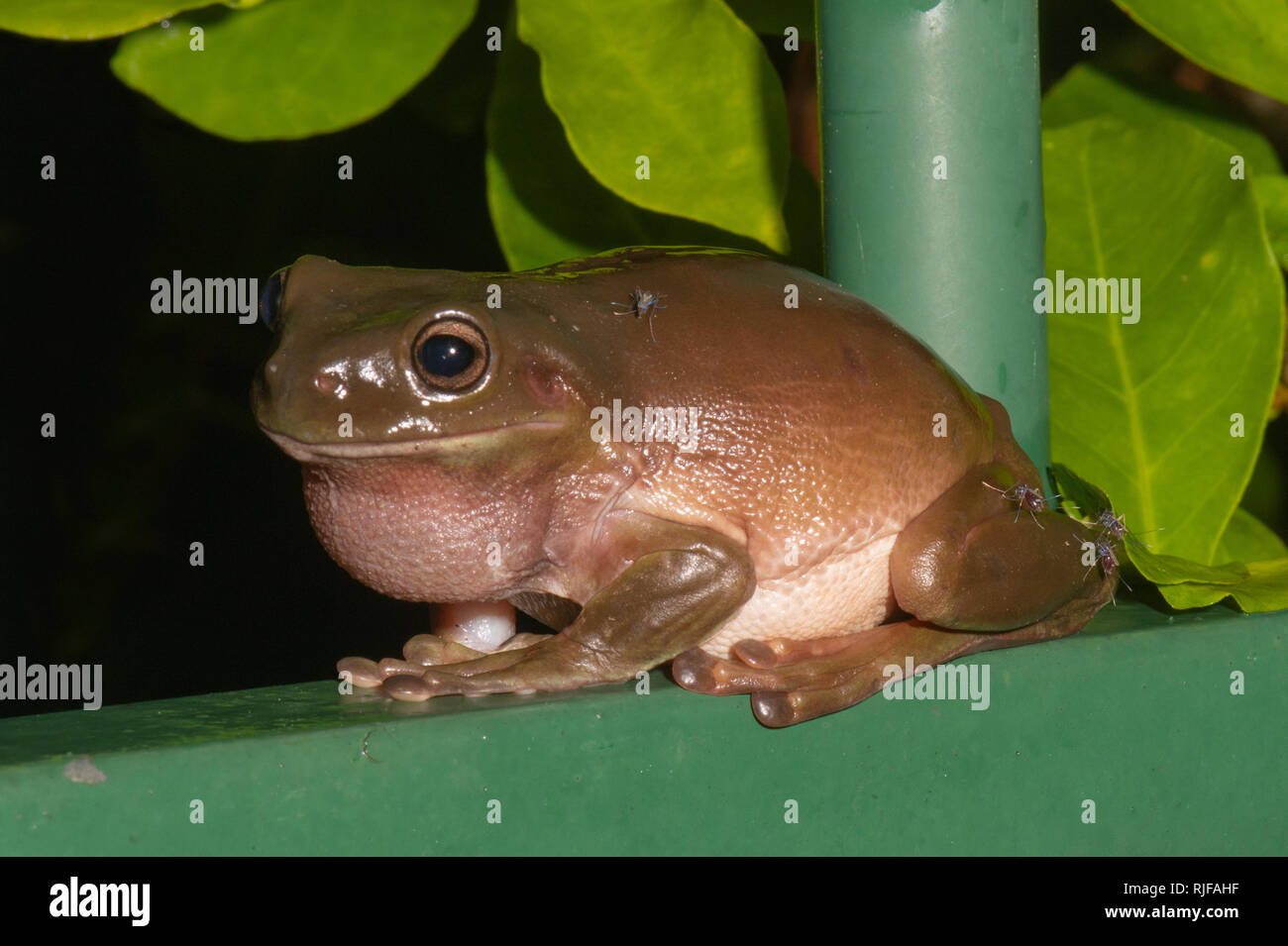 Green Tree Frog (Litoria caerulea) durch Moskitos, Cairns, Far North Queensland, FNQ, QLD, Australien gebissen werden Stockfoto