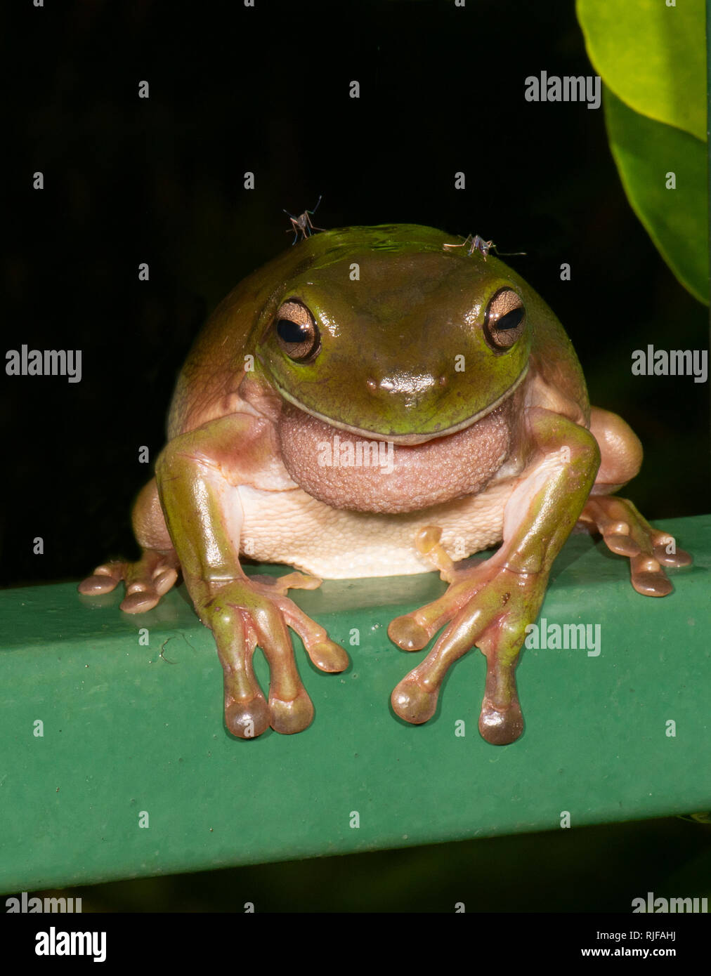 Green Tree Frog (Litoria caerulea) auf den Kopf von Moskitos, Cairns, Far North Queensland, FNQ, QLD, Australien gebissen werden Stockfoto