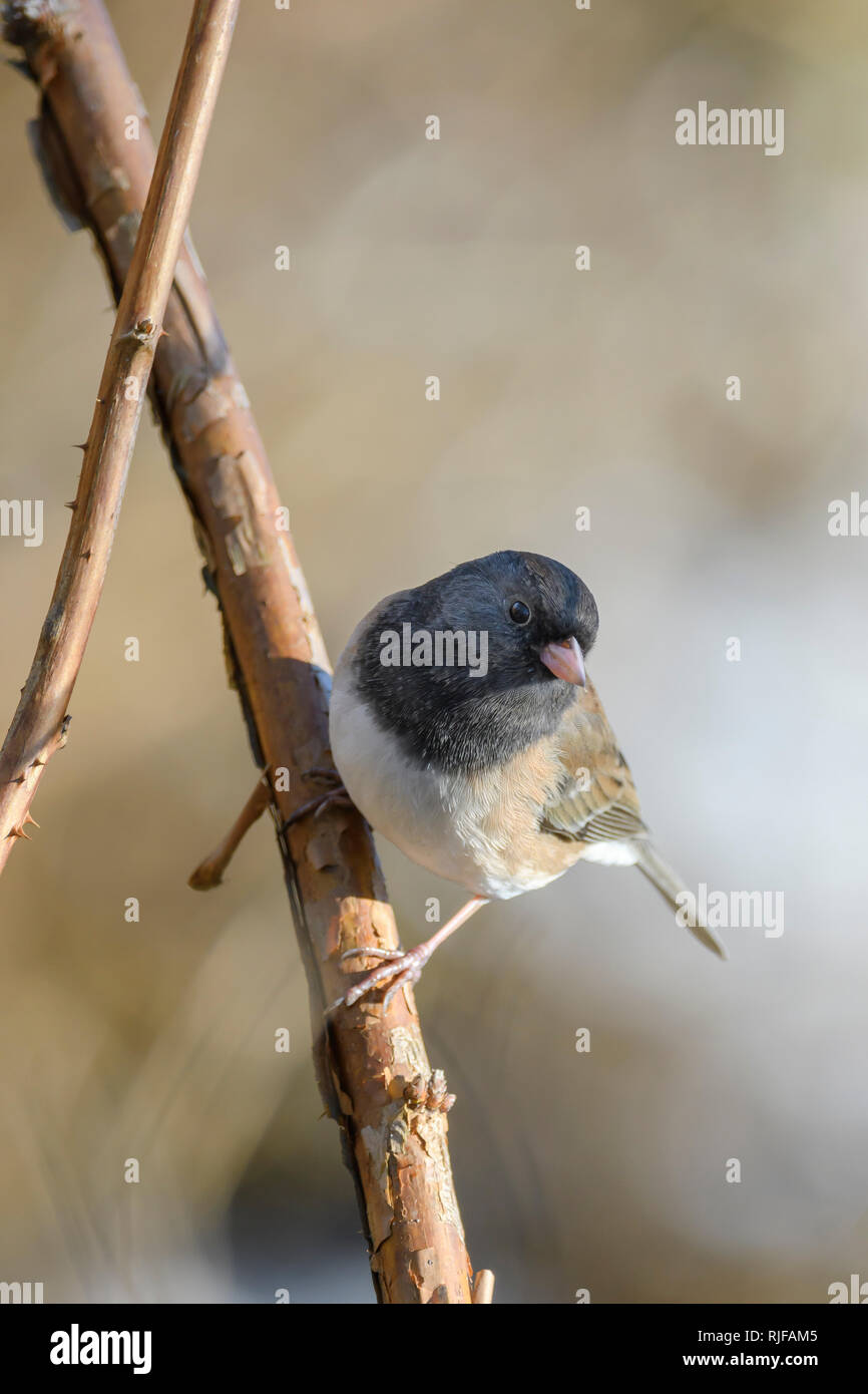 Dark-eyed Junco, Junco hyemalis, Burnaby Lake Regional Park, Burnaby, British Columbia, Kanada Stockfoto