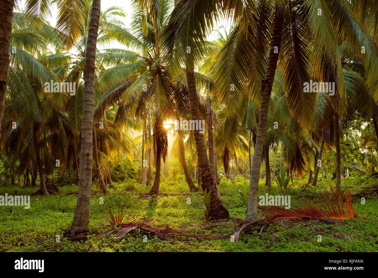 Palmen und Nachmittag Sonnenschein in den Tayrona Nationalpark, Kolumbien. Sep 2018 Stockfoto