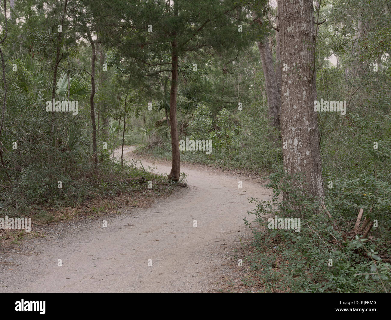 Edisto Island State Park, SC. Scenic Nature Trail. barrierefreie Rad-und Wanderweg. Stockfoto