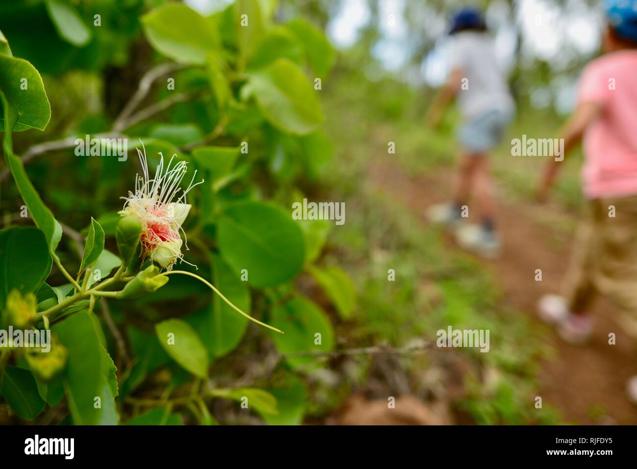 Junge Kinder im Schulalter entlang einem Feldweg Vergangenheit eine Blume, Moongun Wanderweg am Elliot Federn, Townsville, Queensland, Australien Stockfoto