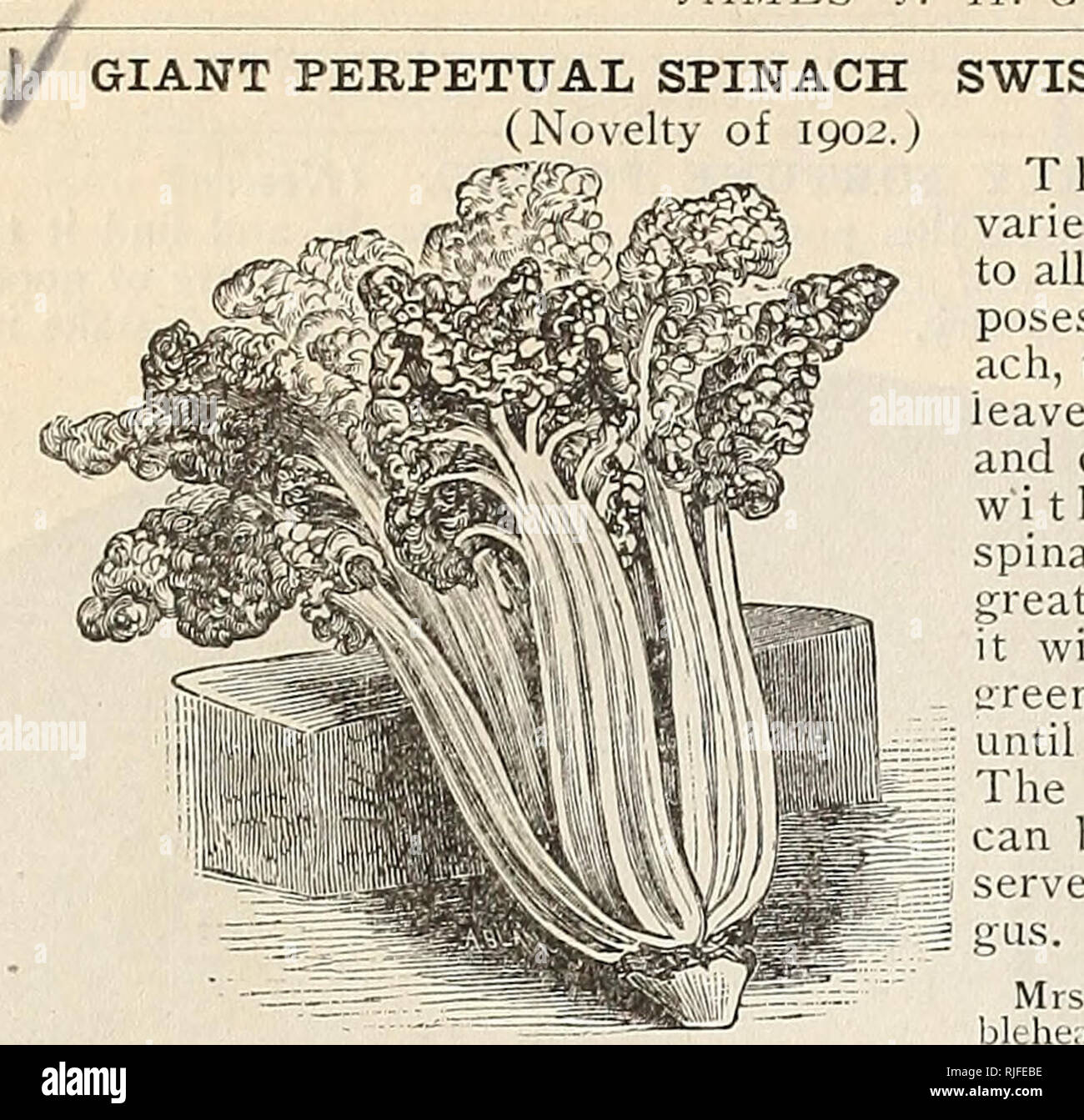 . Katalog der Gemüse- und Blumensamen: kostenlos für alle. Gartenarbeit United States Ausrüstungen und Zubehör Kataloge; Gemüse Samen United States Kataloge; Blumen Samen United States Kataloge; Gartengeräte Kataloge. JAMES J. H. GREGORY &Amp; SOHN RETAIL KATALOG. Riesige ewiger Spinat Mangold. (Neuheit 1902.) 7 WSl TcrfS 'V Dieses, obwohl a-JPS. d^SzcP * Vielzahl von Mangold, für alle praktischen pur ist - stellt einen riesigen Spin-ach, den riesigen gewellt Eaves, Ausschreibung und Kochen leicht w i t h a beschlossen, Spinat Geschmack. Sein großes Verdienst ist, dass sie die Grünen werden von Frühling Angebot unt Stockfoto