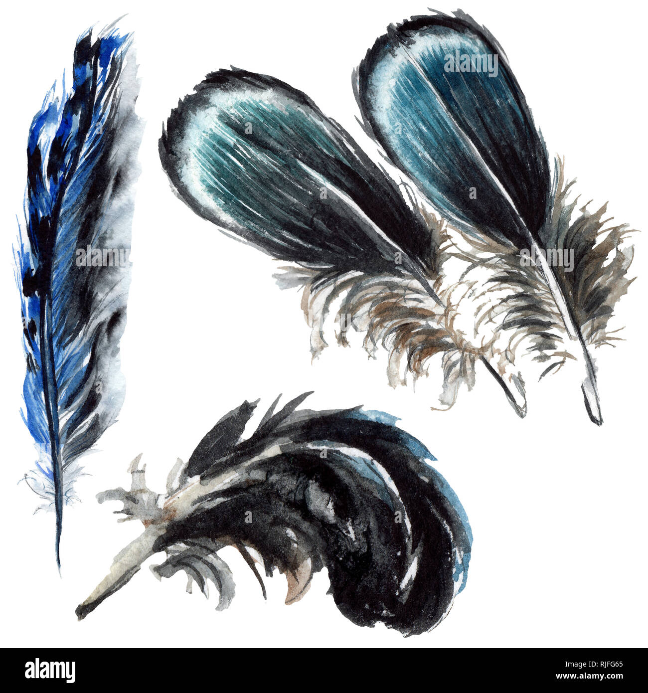 Blau Schwarz Vogel Feder aus Flügel isoliert. Aquarell Hintergrund Abbildung. Aquarell Zeichnung mode Aquarelle. Isolierte federn Lllustrat Stockfoto