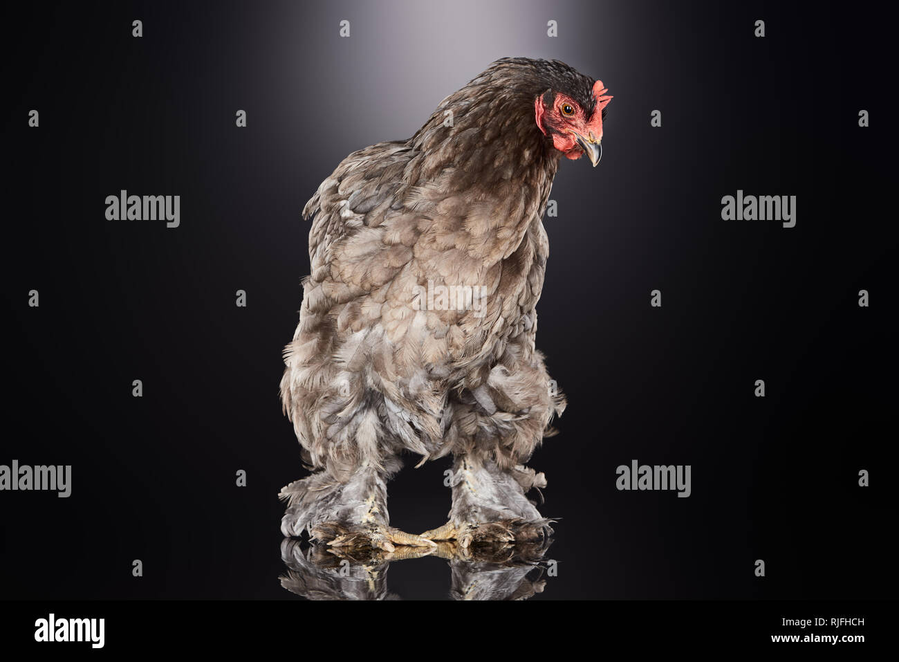 Reinrassige farm Huhn mit braunen Federn stehen auf Dunkelgrau Stockfoto