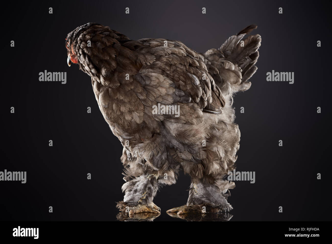 Reinrassige Henne mit braunen Federn stehen auf Dunkelgrau Stockfoto