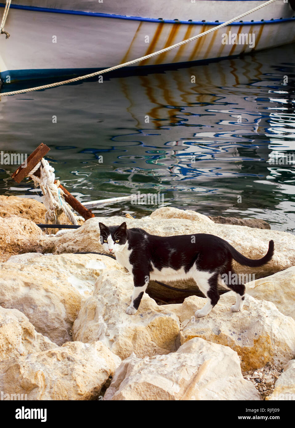 Schwarze und weiße Katze auf den Steinen in der Nähe von Meer und Schiff im Dock. Stockfoto