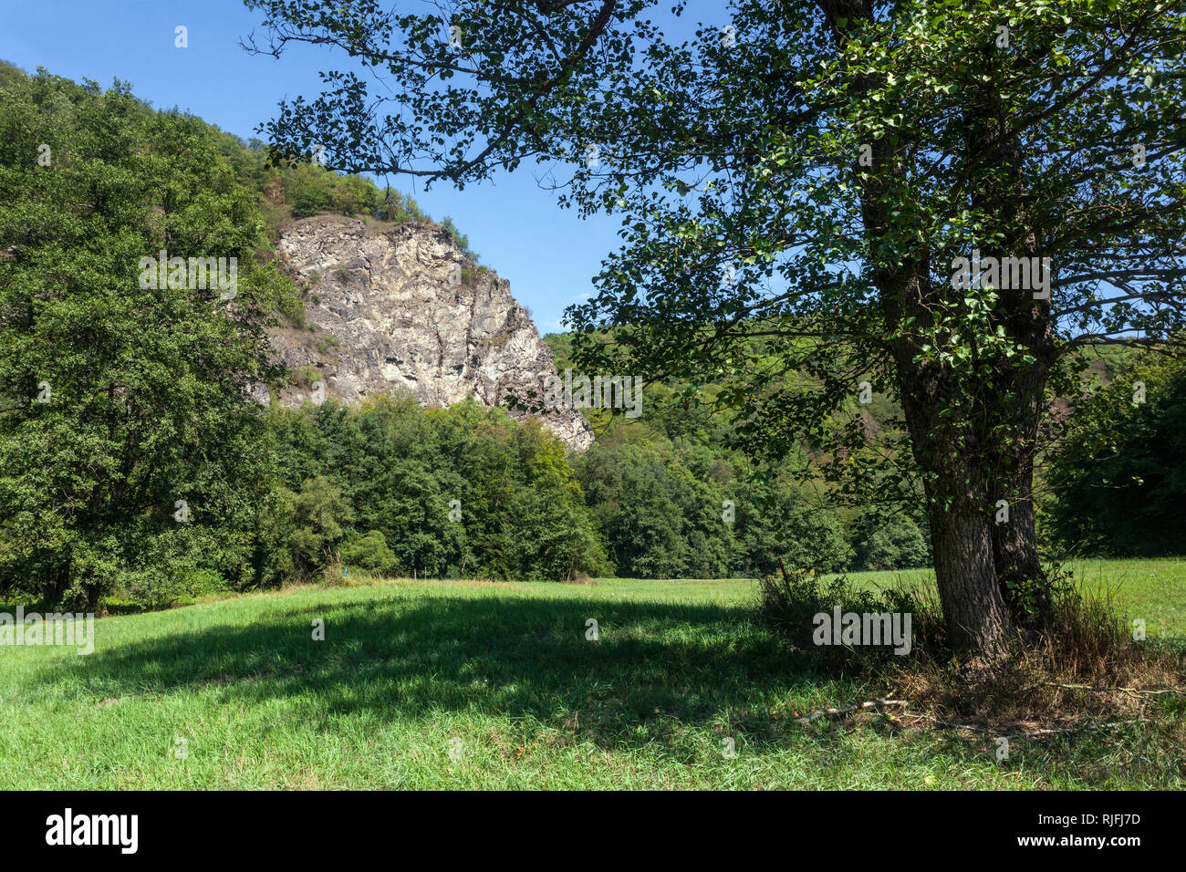 Schwarz Erle in der Thaya River Valley, Thayatal Nationalpark, Österreich wachsenden Stockfoto