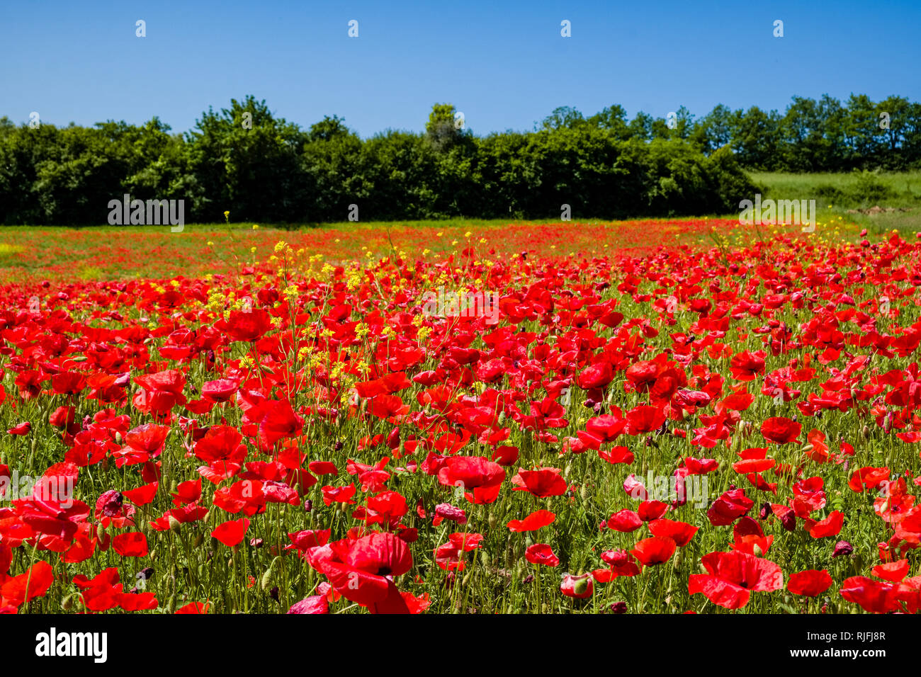 Großer Bereich der rot blühenden Mohn (Papaveraceae), Bäume in der Ferne Stockfoto