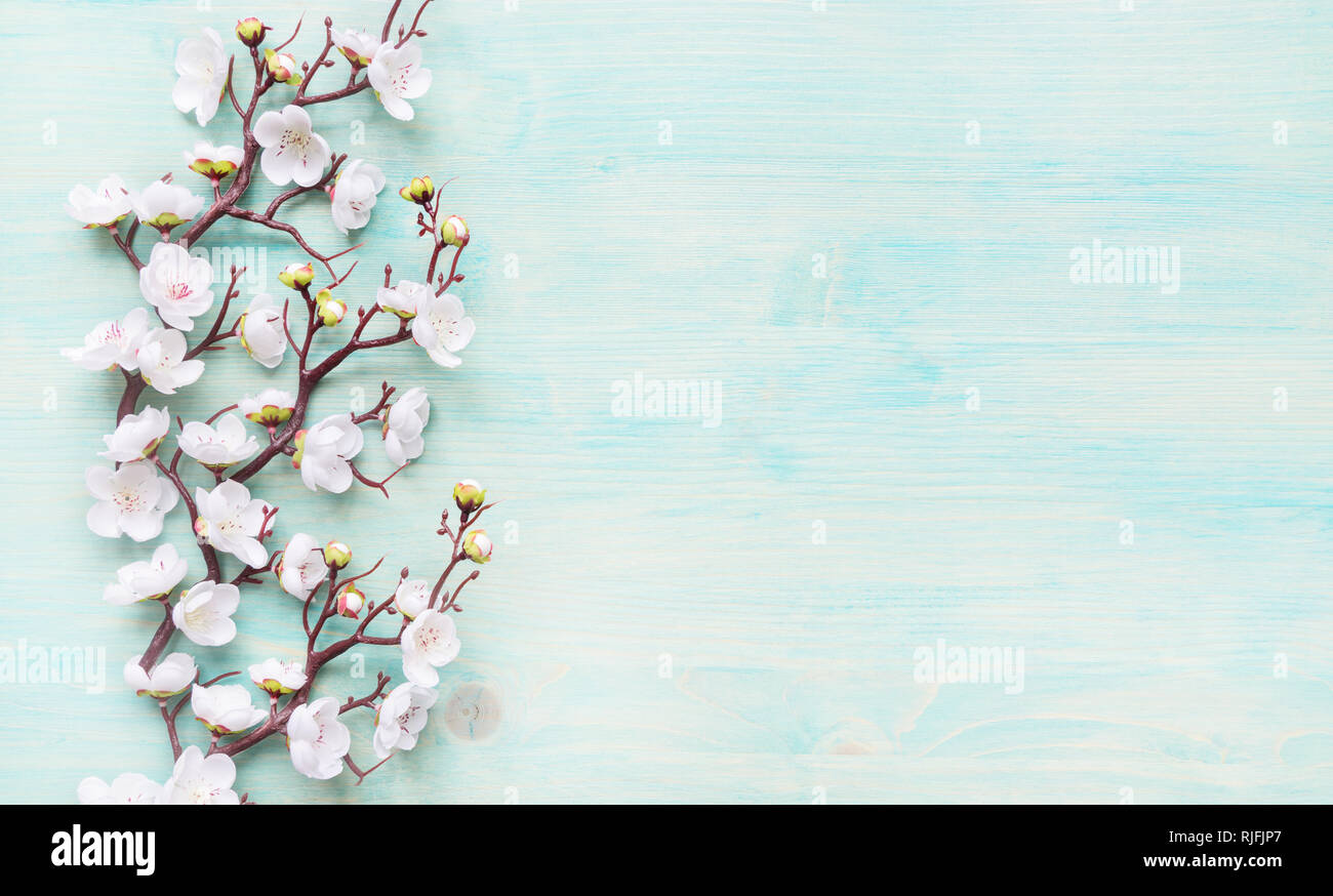 Abstrakte Frühling Hintergrund der gemalten Blue Board mit Filiale der Blüte cherry Zweig mit weißen Blumen bedeckt Stockfoto