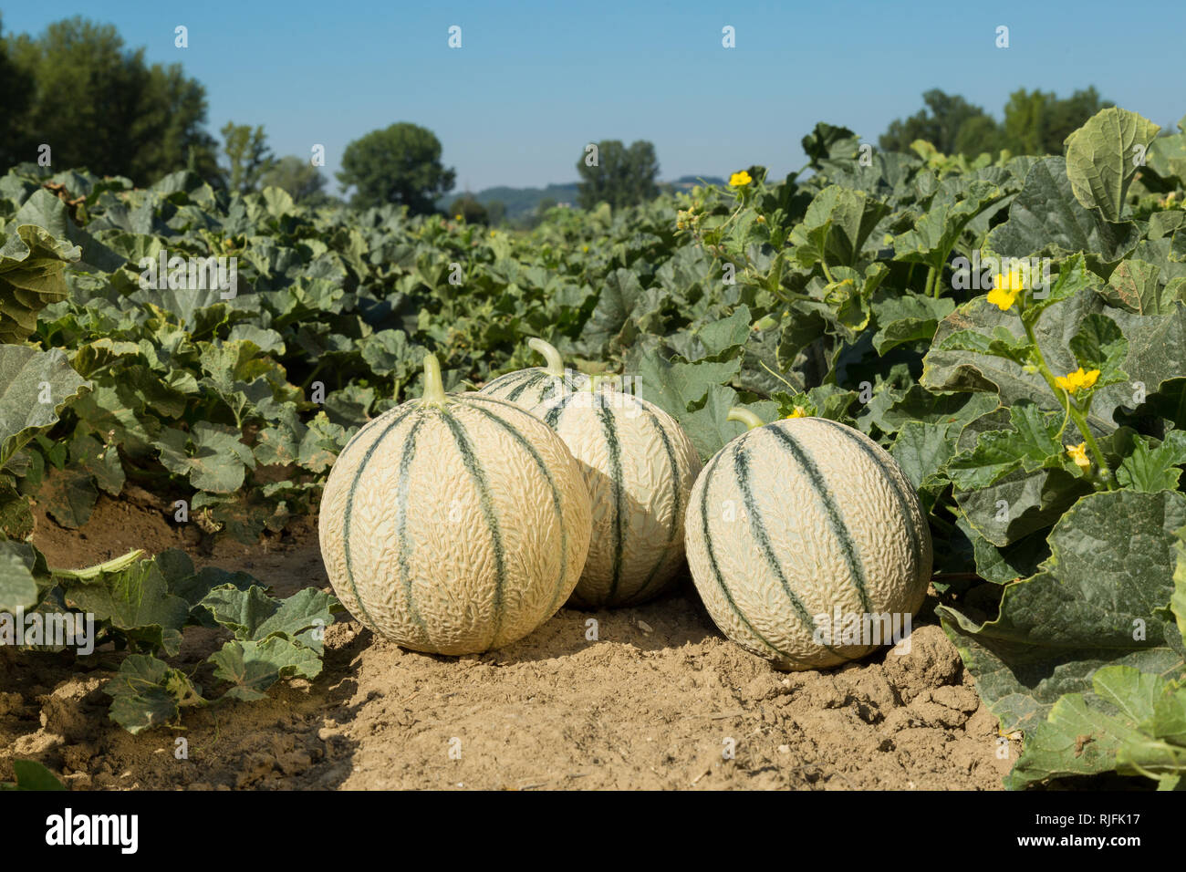Anbau von Melone von Quercy im (Frankreich). Melonen in