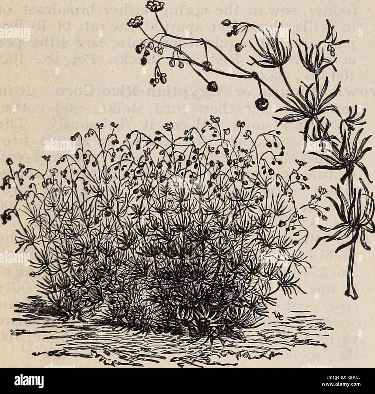 Katalog Von Saatgut Landwirtschaftlichen Amp Gartenbau Liefert