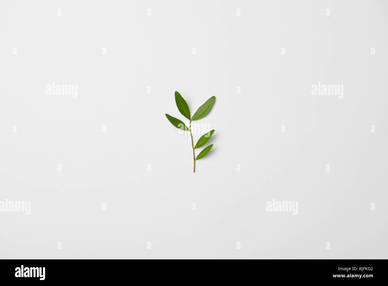 Blick von oben auf die teepflanze Zweig auf weißem Hintergrund Stockfoto