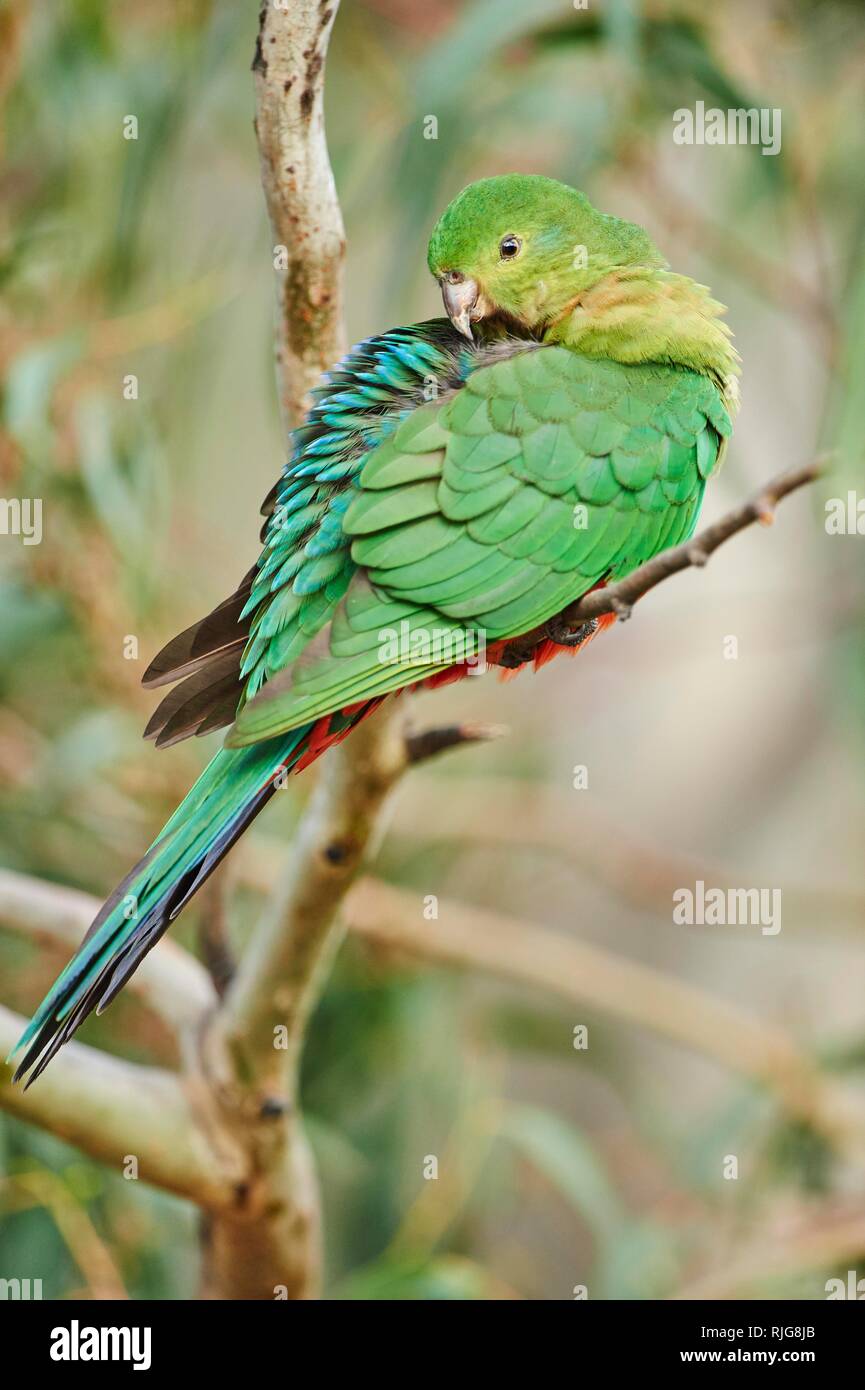 Australische König Parrot (Alisterus scapularis), weiblich, sitzend auf einem Zweig, Great Otway National Park, Victoria, Australien Stockfoto