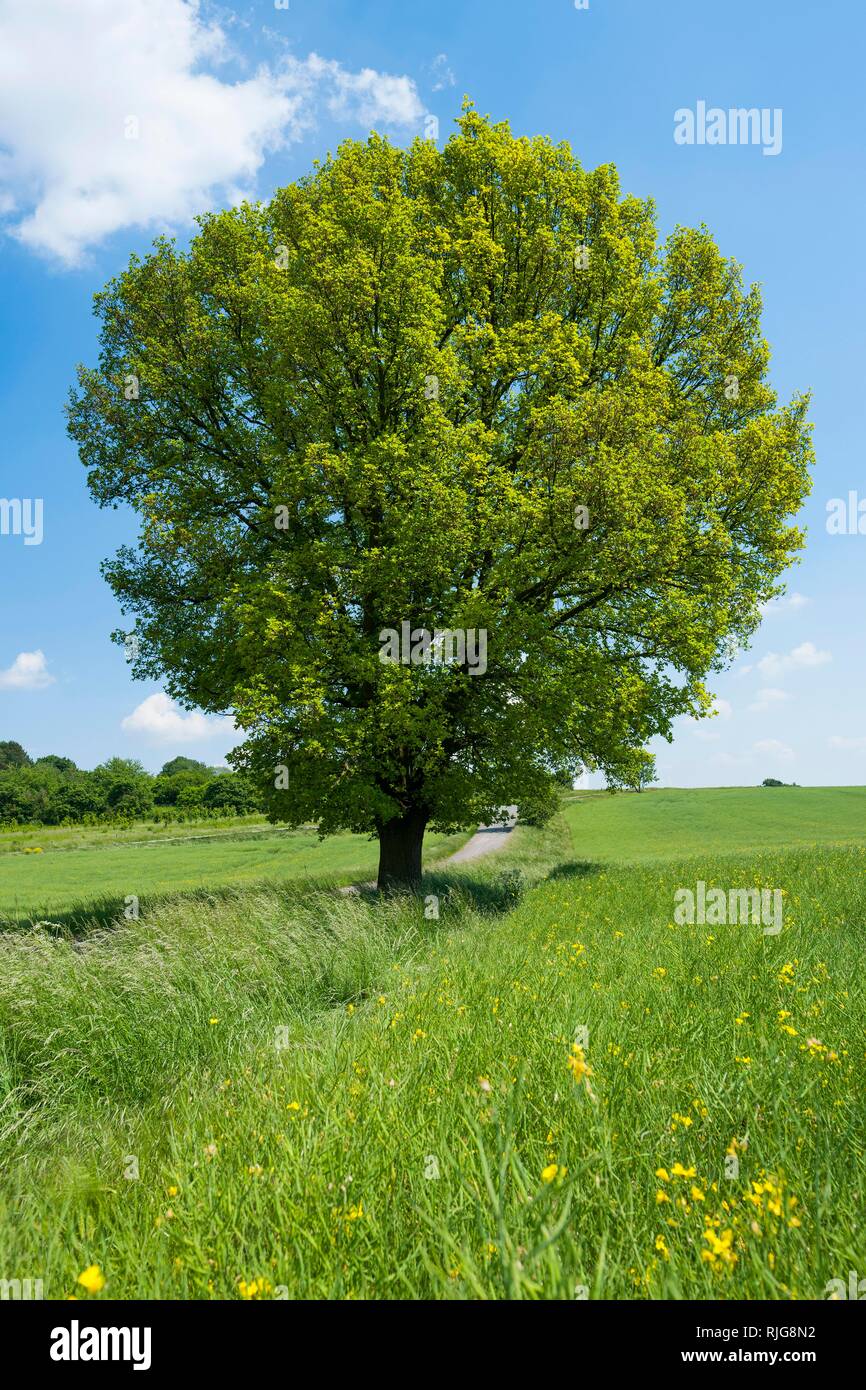 Englisch Eiche (Quercus robur), einsamer Baum, Thüringen, Deutschland Stockfoto