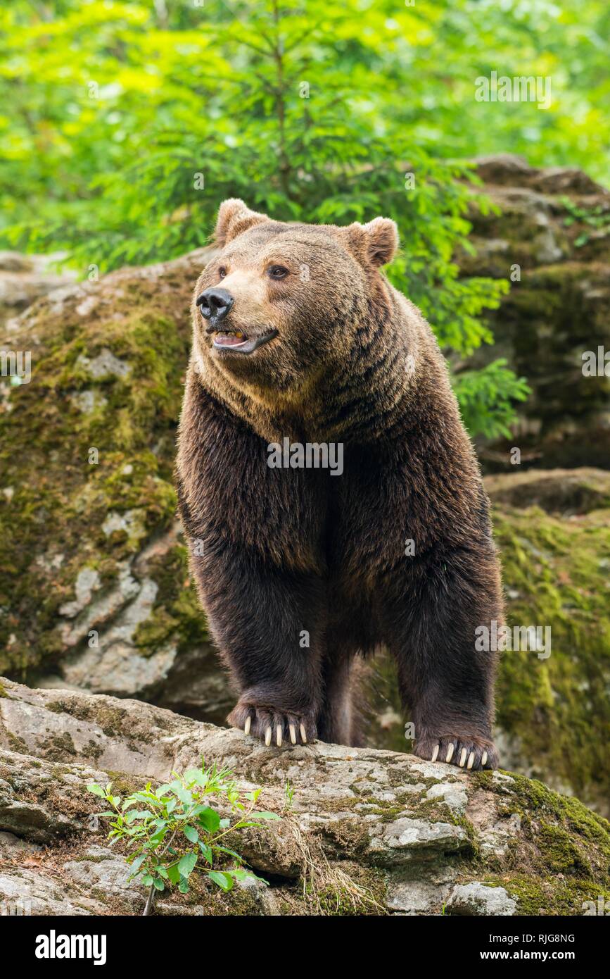 Europäische Braunbär (Ursus arctos), stehend auf Felsen, Nationalpark Bayerischer Wald, Bayern, Deutschland Stockfoto