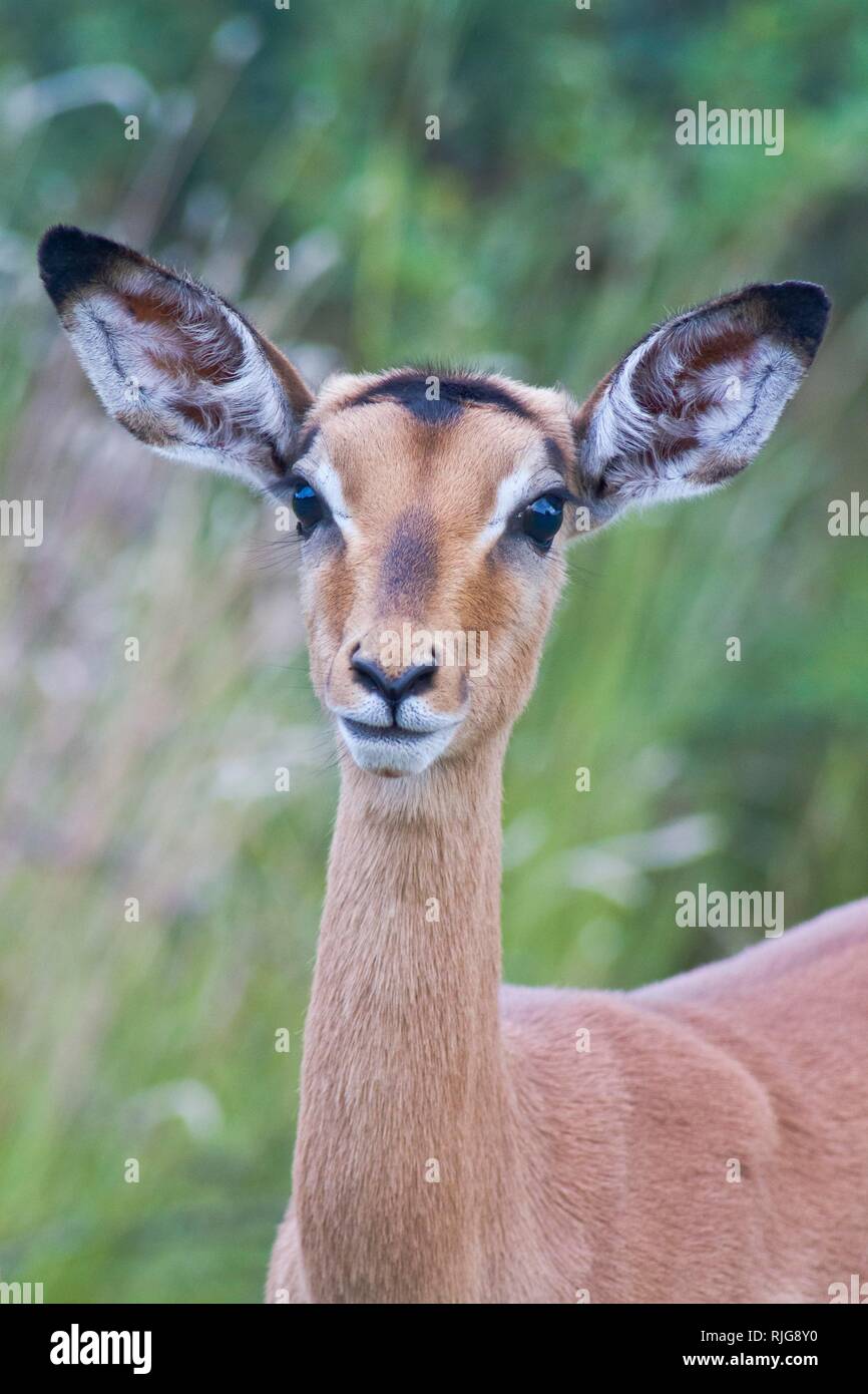 Impala (Aepyceros melampus), Erwachsener, Tier Portrait, weiblichen Erwachsenen, Pilanesberg Nationalpark, Pilanesberg Game Reserve Stockfoto