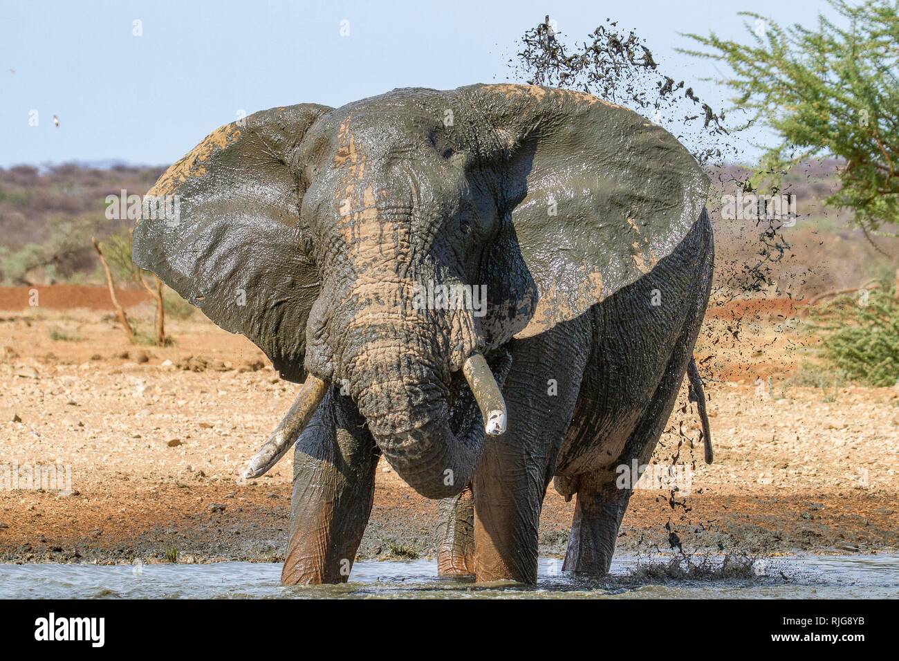 Afrikanischer Elefant (Loxodonta africana), Spritzen mit Wasser, Schlammbad am Wasserloch, Erindi finden, Namibia Stockfoto