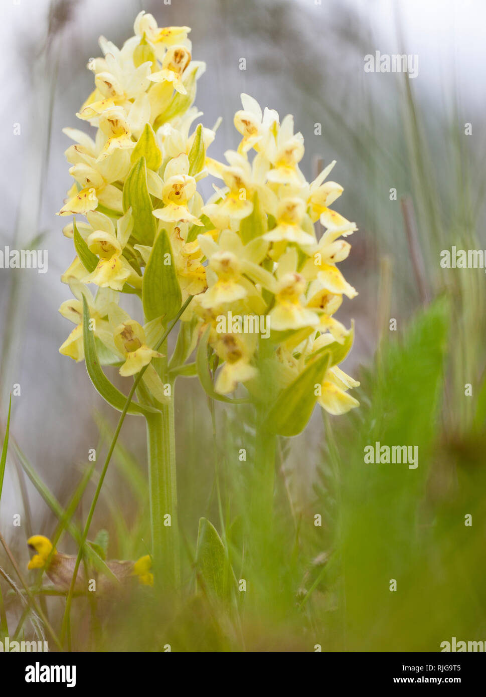 Gelbe Blumen Stockfoto