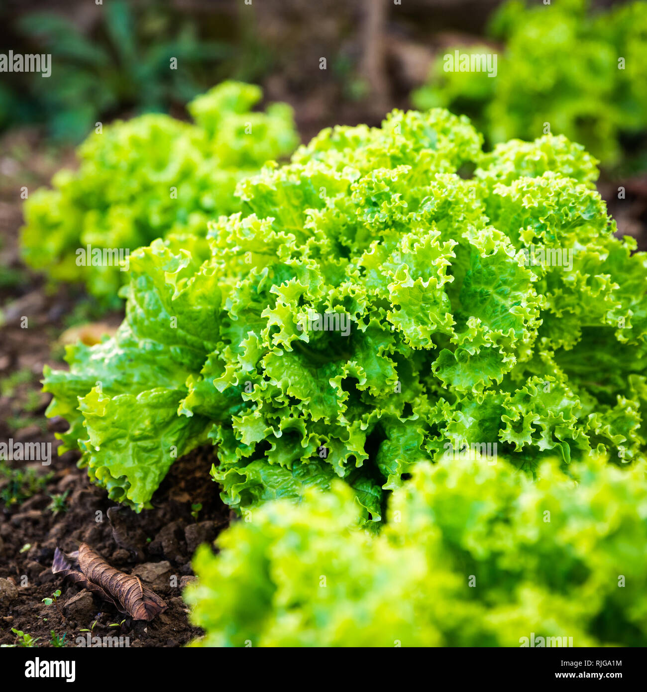 Closeup Schuß eines Salat im Garten wächst Stockfoto