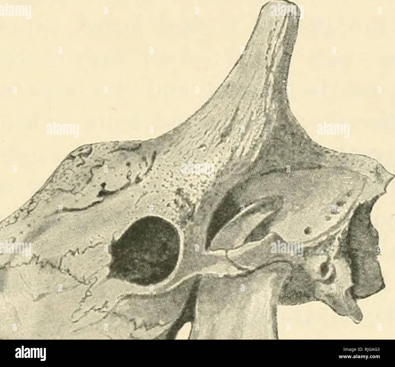 . Katalog der Ungulate Säugetiere im British Museum (Natural History). British Museum (Natural History); Huftiere. Abb. 46. - Schädel op Südlichen Giraffe Giraffa Camelopardalis{capensis). tie Winton, Proc. Zool. Soc. 1897. 55.12.26.142. Schädel, Unreife. Südafrika (?). Gekauft {Zoologische Gesellschaft), 1855. 89. 4. 11. 11. Schädel, halbiert. Südafrika (?). Die Referenz auf dieser und der vorhergehenden Muster bis zum heutigen Rennen ist vorläufig. Keine Geschichte. 96. 2. 29. 1. Kopf und Hals, montiert, sub-Erwachsenen. Nördlichen Kalahari. Präsentiert hy H. A. Bryden, Esq., 1896. 98. 2. 28. 13. Haut, Bechua Stockfoto