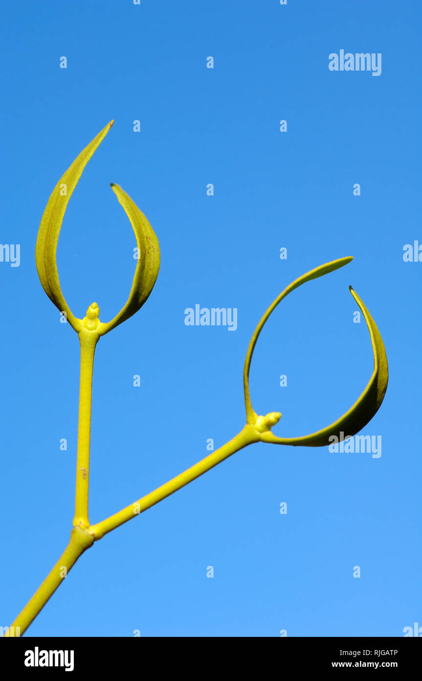 Abstrakte Stengel, Stengel und Knoten und charakteristischen geschwungenen Blätter der Europäischen Mistel (Viscum album) Stockfoto