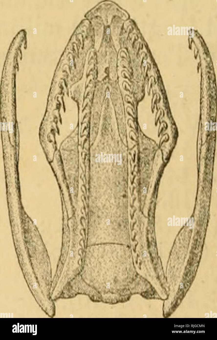. Katalog der Schlangen im British Museum (Natural History)... Schlangen. Schädel von Calamaria parietals linncei. Die in Kontakt mit dem labials. Zylindrische Körper; Waage glatt, ohne Apikalen jnts, in 13 Zeilen; ventrals abgerundet. Schwanz kurz; subcaudals in zwei Zeilen. Prom Assam, Burma, und S. China zu den Malaiischen Archipel. Bitte beachten Sie, dass diese Bilder sind von der gescannten Seite Bilder, die digital für die Lesbarkeit verbessert haben mögen - Färbung und Aussehen dieser Abbildungen können nicht perfekt dem Original ähneln. extrahiert. British Museum (Natural History). Abt. der Zoolog Stockfoto