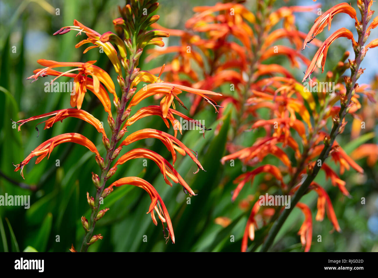 Crocosmia (Montbretia) Pflanze in Blüte mit orangen Blüten Stockfotografie  - Alamy