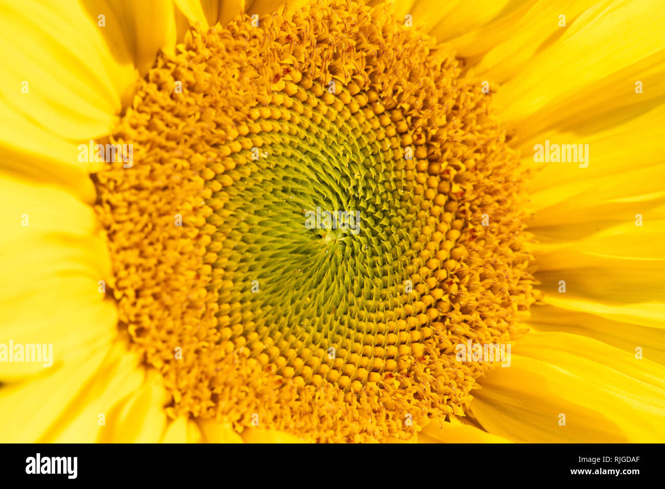 Detail Schuß von einem grossen gelben Sonnenblumen Stockfoto