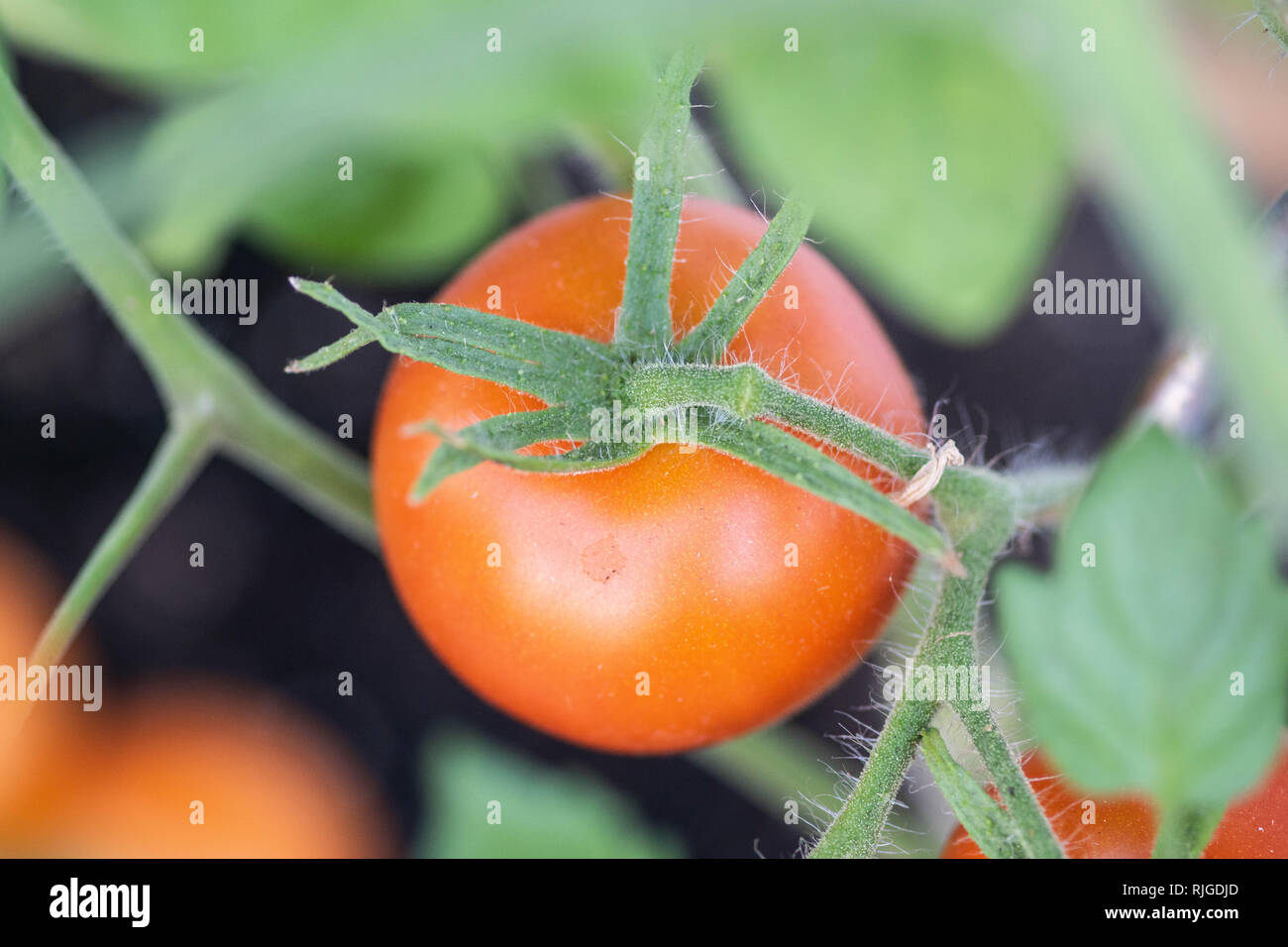 Rote Tomaten in einem Garten detail Shot Stockfoto