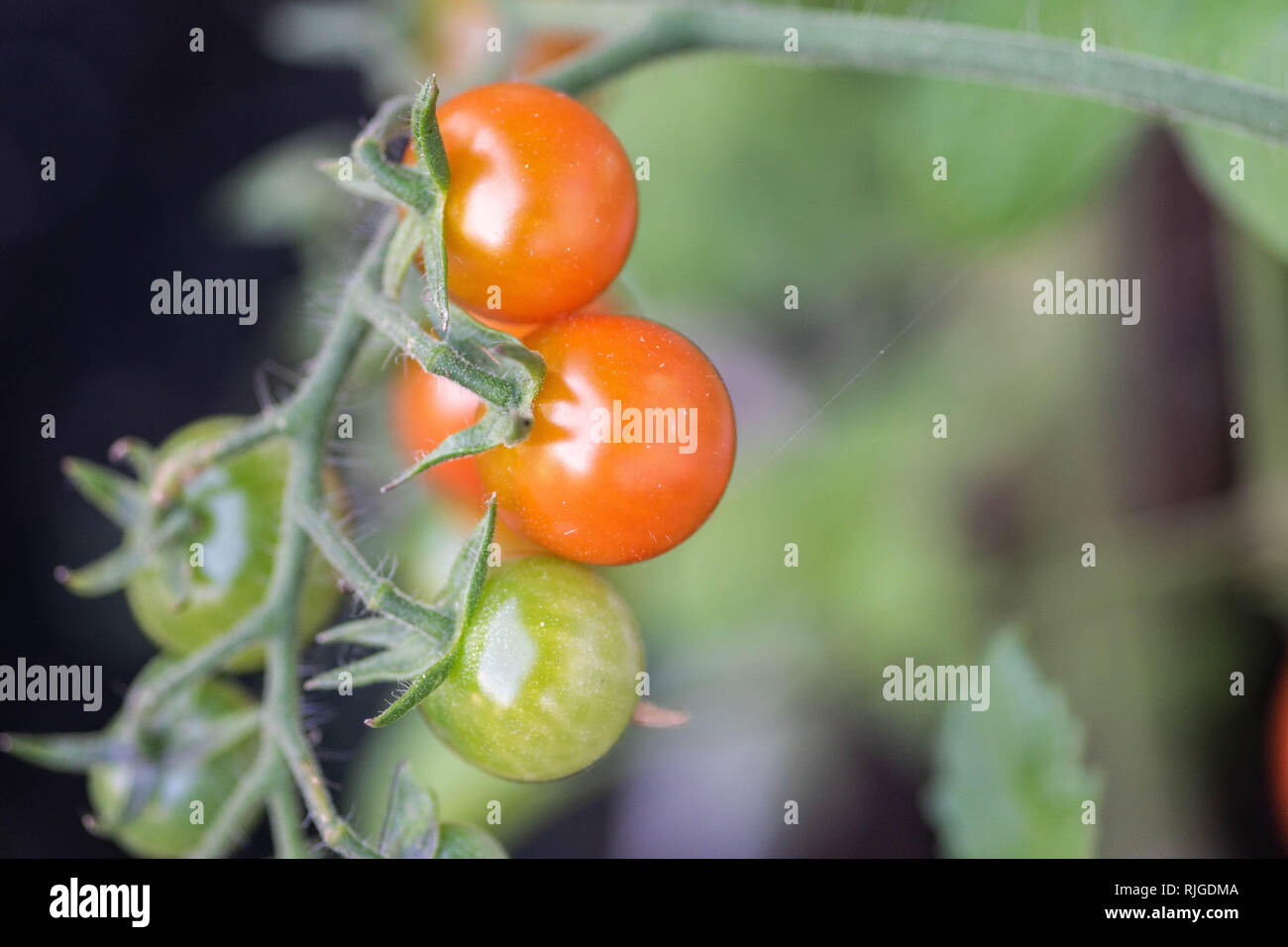 Rote und grüne Tomaten in einem Garten detail Shot Stockfoto