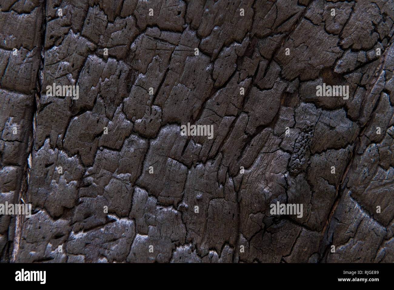 Verbrannt Baumstamm, closeup auf Holz- Textur Stockfoto