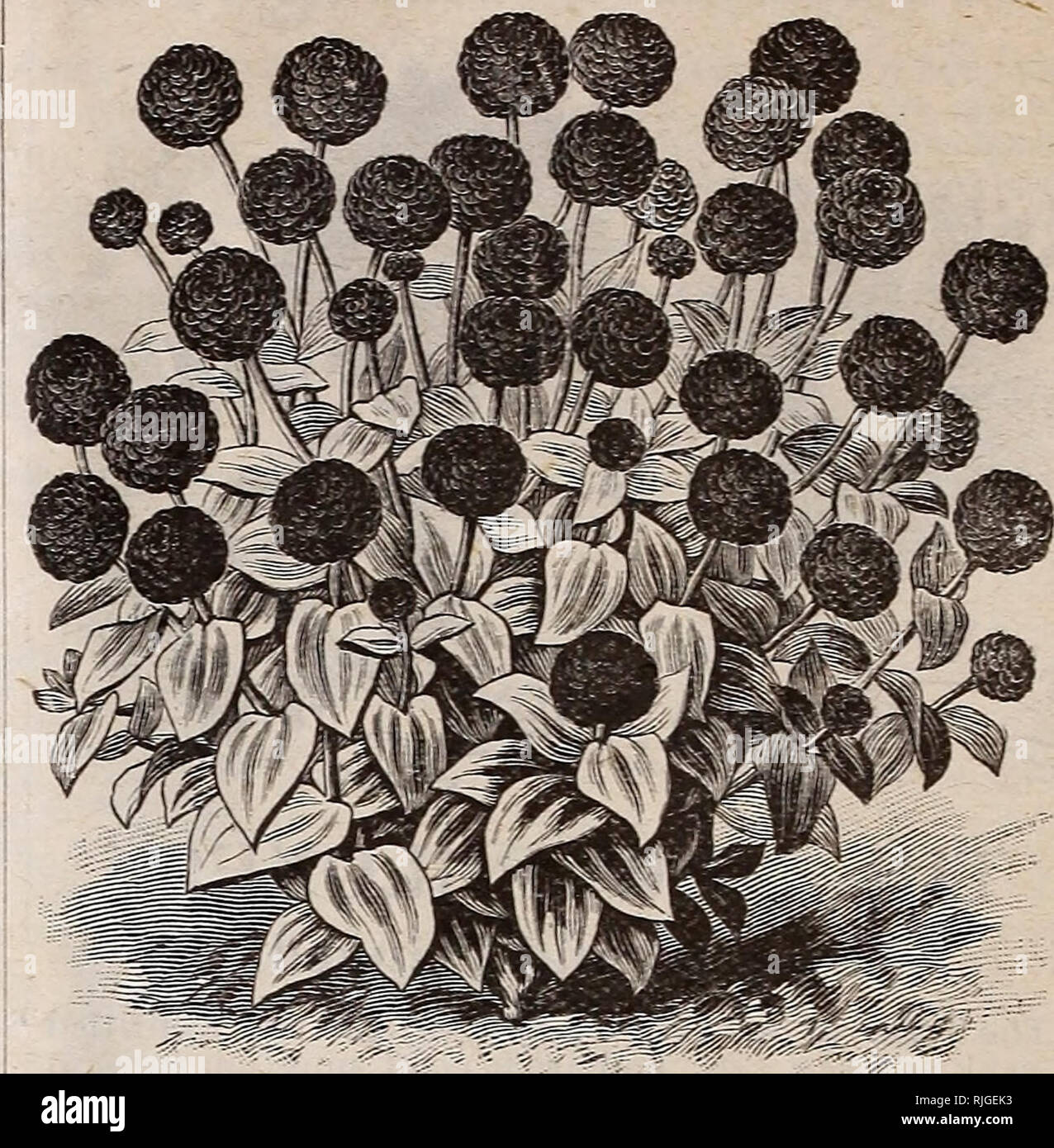 . Katalog von Scott's Rosen und anderen Blumen. Baumschulen (Gartenbau) Pennsylvania Philadelphia Kataloge Kataloge; Pflanzen, Zierpflanzen, Rosen, Blumen, Setzlinge Kataloge Kataloge. Die Tulpe Mohnblume, - PAPAVER GLAUCUM. Neue TULIP POPPY. Dieses herrliche Mohn-^ vas ursprünglich aus Armenien an Herrn Max Leiehtlin, der bedeutende Deutsche hybridiser. Seine spezifische Name bezieht sich auf seine bläulich-grünen Blättern, die im großen und ganzen sind Gefiedert oder Gelappt. Die Pflanzen wachsen kräftig Zwölf" bis 14 Zoll hoch, und eine wertvolle Ergänzung unserer dekorativen Ein - nuals machen. Die perfekte und markante Stockfoto