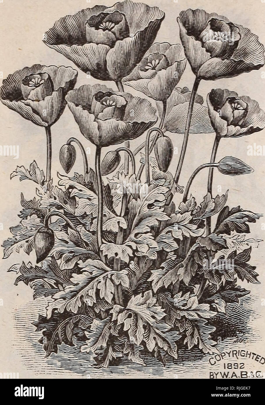 . Katalog von Scott's Rosen und anderen Blumen. Baumschulen (Gartenbau) Pennsylvania Philadelphia Kataloge Kataloge; Pflanzen, Zierpflanzen, Rosen, Blumen, Setzlinge Kataloge Kataloge. 28 t^onunr SCOTT Sohn. PHiiifltDEiiPKifl, Pa.. Die Tulpe Mohnblume, - PAPAVER GLAUCUM. Neue TULIP POPPY. Dieses herrliche Mohn-^ vas ursprünglich aus Armenien an Herrn Max Leiehtlin, der bedeutende Deutsche hybridiser. Seine spezifische Name bezieht sich auf seine bläulich-grünen Blättern, die im großen und ganzen sind Gefiedert oder Gelappt. Die Pflanzen wachsen kräftig Zwölf" bis 14 Zoll hoch, und eine wertvolle Ergänzung zu unserem Dekor machen Stockfoto