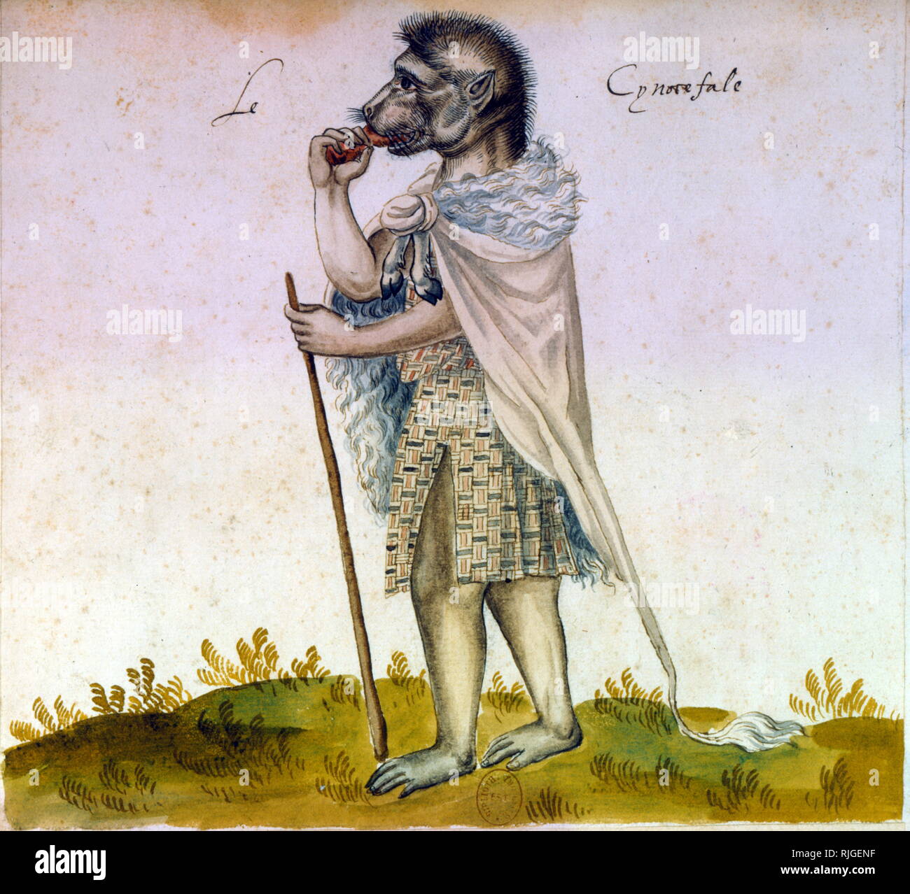 16. jahrhundert Abbildung eines cynocephaly oder cynocephalus (mit dem Kopf von einem Hund - oder ein schakal); mythischer Phänomen in vielen verschiedenen Formen und Kontexte. Stockfoto