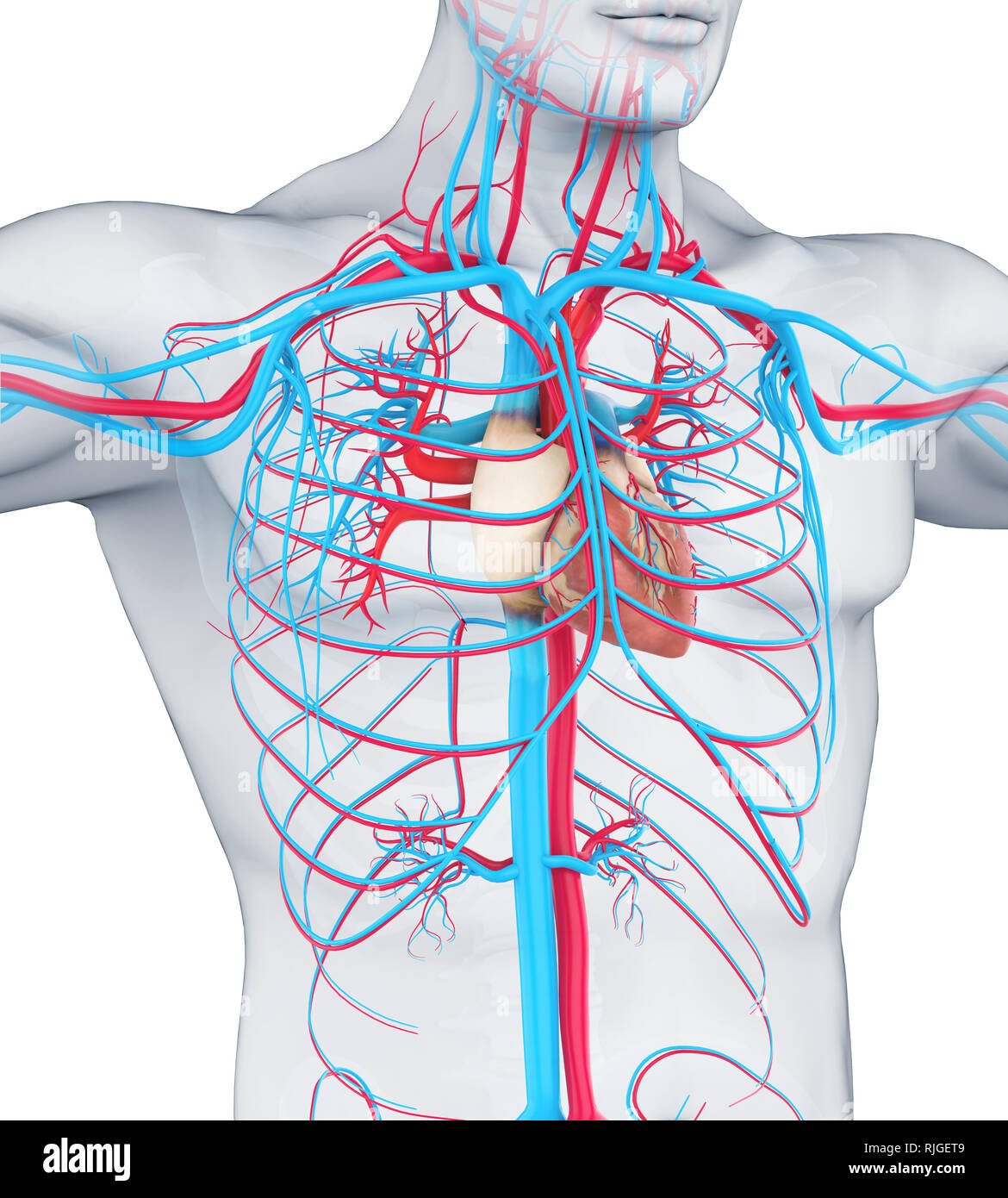 Arterien Venen Kreislaufsystem Stockfotos Und Bilder Kaufen Alamy