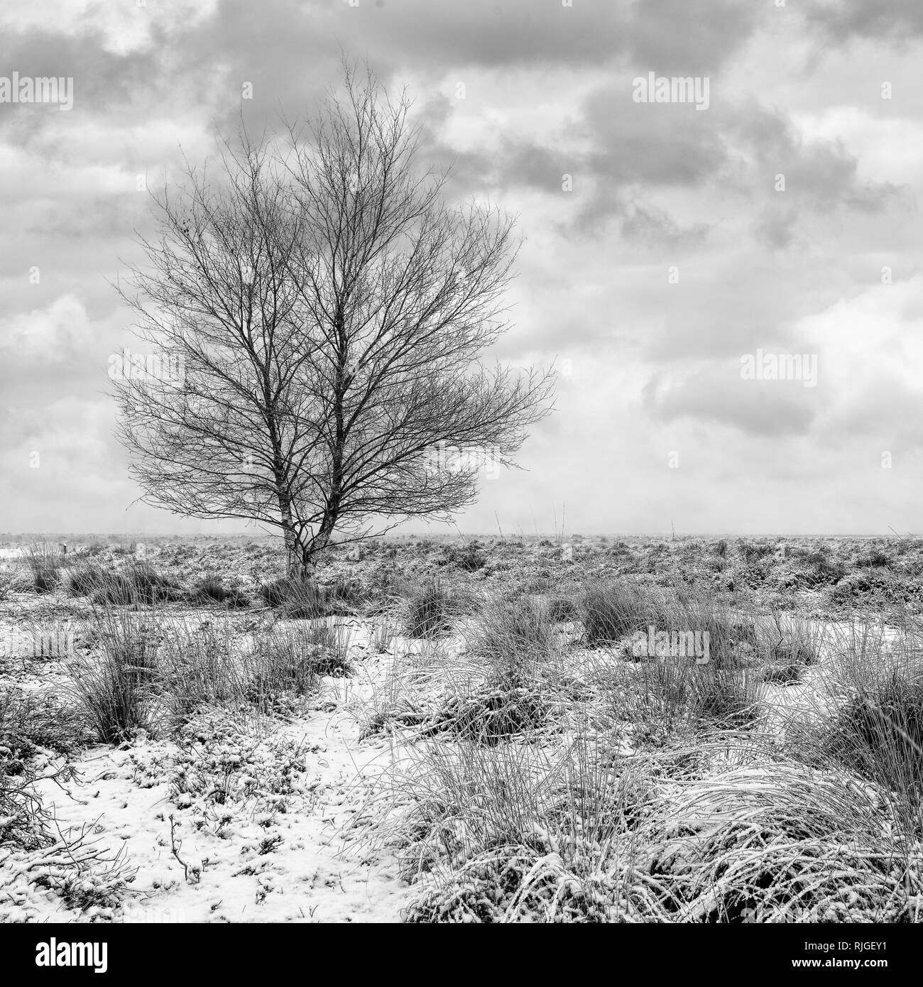 Winter Szene mit kahlen Baum im Schnee Heide- land, regte Heide, Goirle, Niederlande. Stockfoto