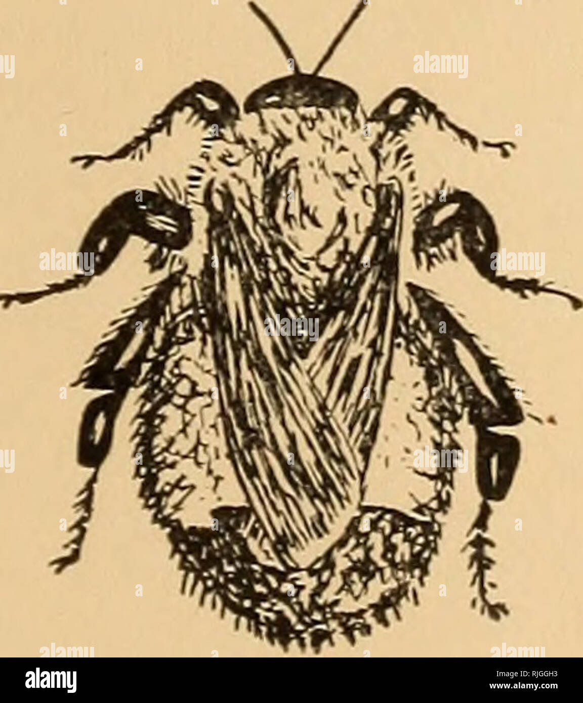 Die Biene Menschen Bienen Bombus Die Bumble Bee 177 Beobachten