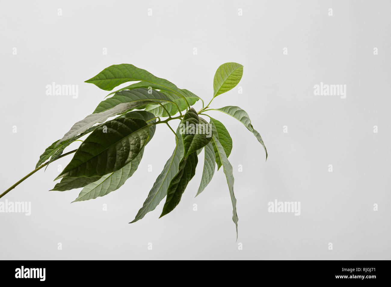 Selektiver Fokus der grüne Pflanze auf grauem Hintergrund Stockfoto