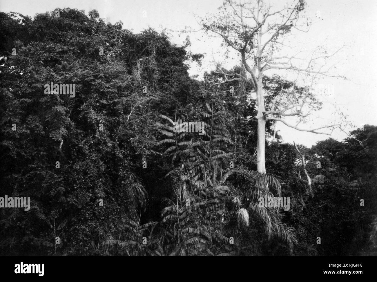 Afrika, Kongo belgischen Bild des undurchdringlichen Wald von Ituri, 1927-30 Stockfoto