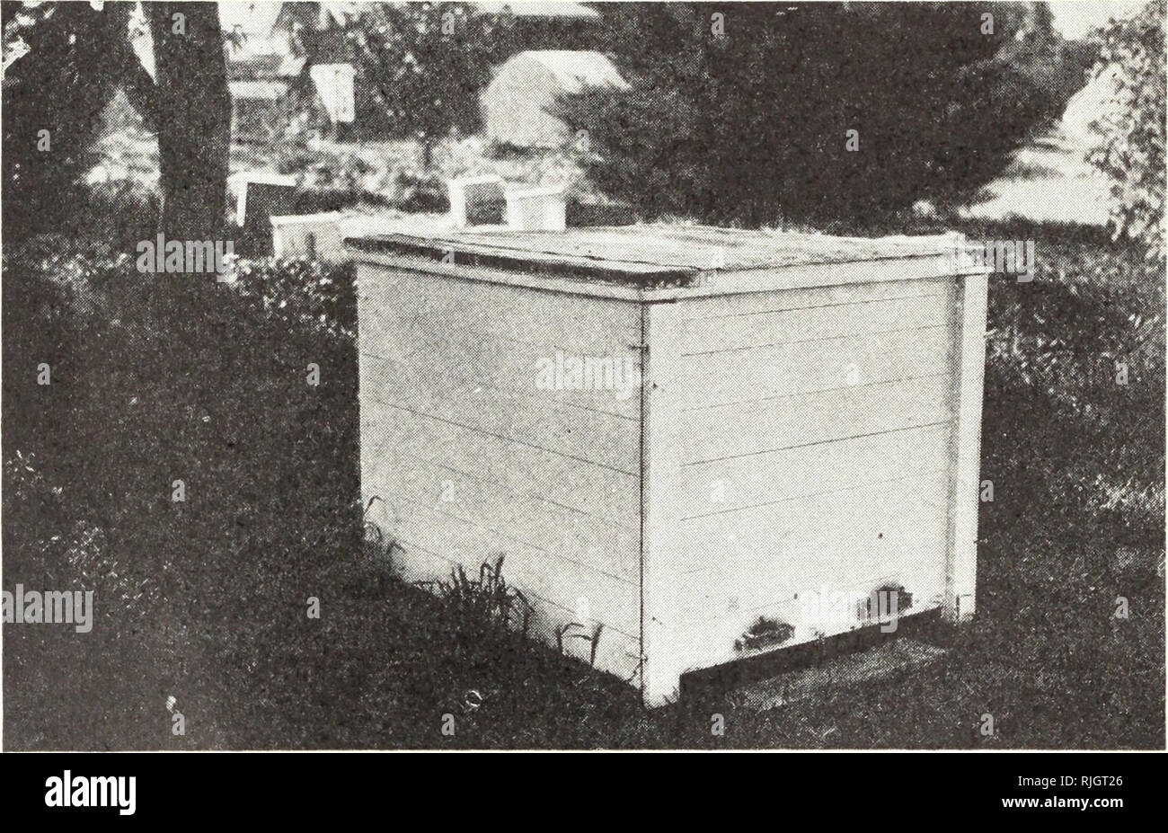 . Bienenhaltung für Anfänger in Kalifornien. Bienen. 20 Kalifornien Landwirtschaftlicher Extension Service [Cir - 36 Sterblichkeitsrate. Besondere Biene hat (wie eine Batterie Zelle) nur so viel latente Energie und stirbt, wenn diese Kraft ist in keiner Weise verbraucht. An diesem Punkt Bienen unterscheiden sich deutlich von den besser bekannten warmblütigen Tiere, die, wenn sie müde sind, bereitwillig ihre Energie durch ruhenden erneuern und Fütterung. Verweis auf das Wetter Datensätze wird angezeigt, wie oft die Temperaturen fallen, die weit unterhalb der kritischen Punkt auch in den relativ warmen Teile von Kalifornien. Die allgemeinen Anforderungen für eine erfolgreiche Überwinterung von Stockfoto