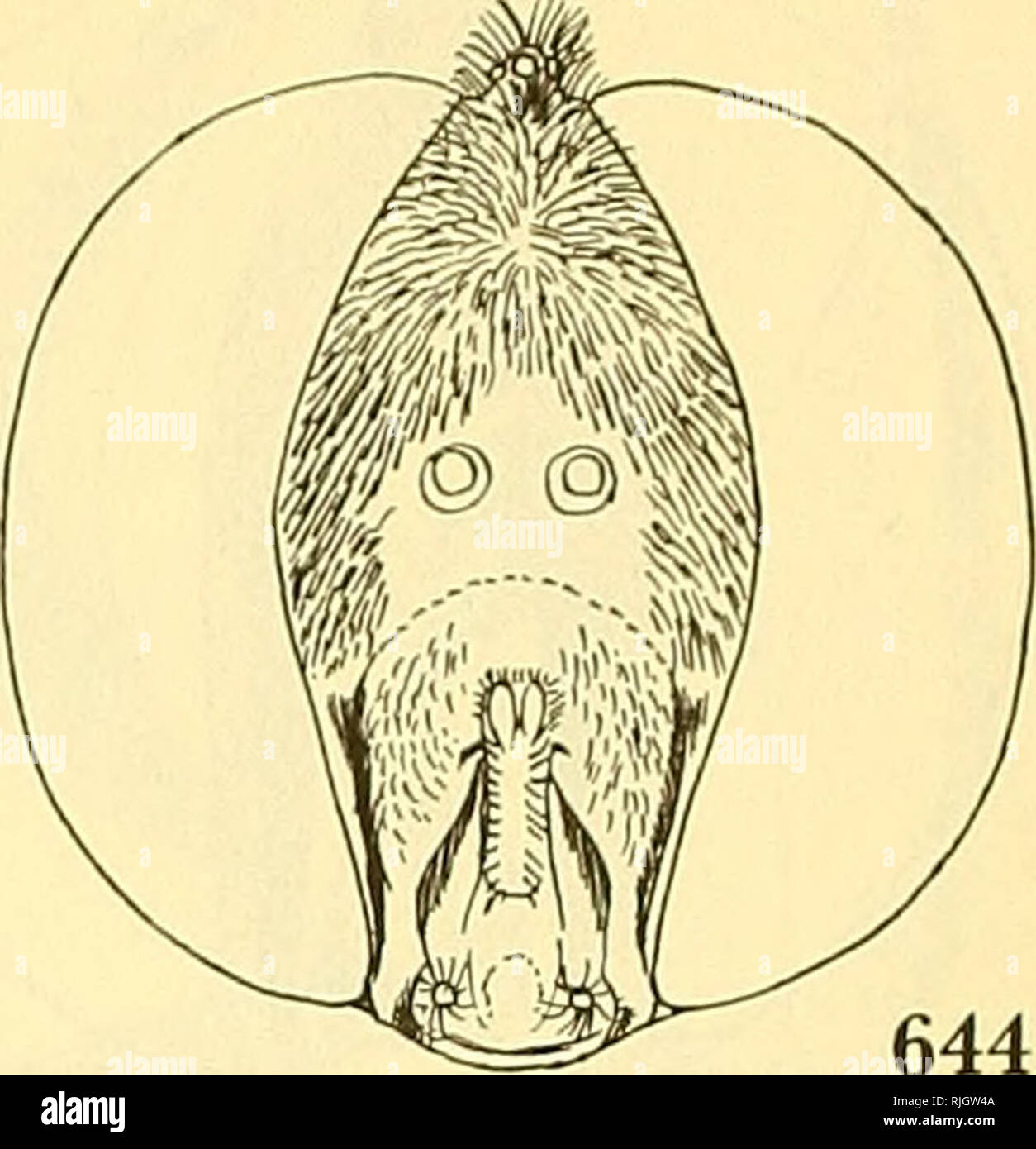 . Biene fliegt der Welt: die Gattungen der Familie Bombyliidae. Bombyliidae; Parasiten. 644. Bitte beachten Sie, dass diese Bilder sind von der gescannten Seite Bilder, die digital für die Lesbarkeit verbessert haben mögen - Färbung und Aussehen dieser Abbildungen können nicht perfekt dem Original ähneln. extrahiert. Rumpf, Frank M. (Frank Montgomery), 1901-1982. Washington, Smithsonian Institution Press Stockfoto