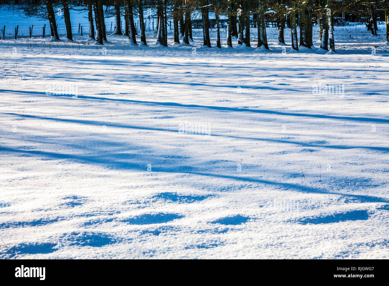 Ein Büschel des bloßen Winter Bäume auf schneebedeckte Felder in Wiltshire. Stockfoto
