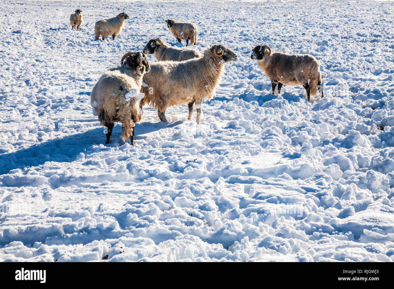 Schafe in einem schneebedeckten Feld in Wiltshire. Stockfoto